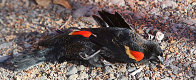Una de las aves aparecidas en Beebe. | AP