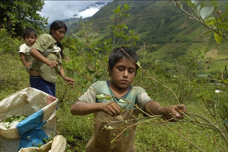 Imagen de archivo de niños que trabajan recogiendo hojas de coca en Perú . | Efe