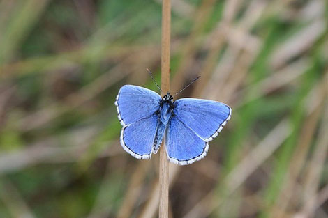 Foto: Baastian van Kesteren (Flickr).