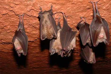 animales con plumas que no vuelan