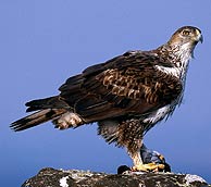 aguila perdicera