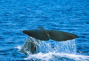 En la imagen, un cachalote sumergiéndose en aguas del mar de Alborán, uno de los 20 paraísos marinos. (Foto: WWF-Canon Pieter LAGENDYK) En la imagen, un cachalote sumergiéndose en aguas del mar de Alborán, uno de los 20 paraísos marinos. (Foto: WWF-Canon Pieter LAGENDYK)