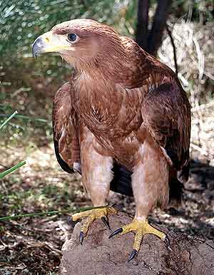 aves aguilas