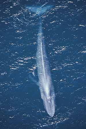 Una ballena azul. (Foto: Fundación BBVA)