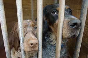 Aplaudimos la proposición de ley de bienestar animal. (Foto: EL MUNDO)