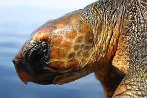 Un ejemplar de tortuga boba. (Foto. ALNITAK) Un ejemplar de tortuga boba. (Foto. ALNITAK)