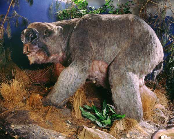 WOMBAT