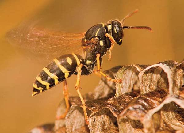 abeja