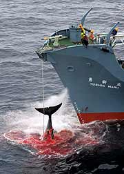 Un ballena jorobada es izada a bordo de un ballenero japon�s (EFE/Kate Davison)