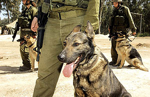 Uno de los perros de la Unidad de Combate de EEUU en Irak. - Mi perro no habla ingl�s