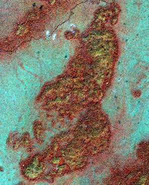 Imagen del satélite IKONOS que muestra las tierras húmedas que se cree que cultivaron los mayas, junto a zonas en amarillo que fueron urbanizadas por esta civilización. (Foto: REUTERS)
