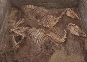 <span class='resaltar'>F</span>ósiles encontrados en una tumba en el yacimiento de abydos. (<span class='resaltar'>F</span>oto: pnas)