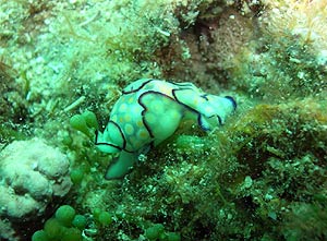 La babosa (nudibranquio) 'Haminoea cyanomarginata' al no tener concha se defiende expeliendo sustancias t�xicas. (Foto: CSIC)