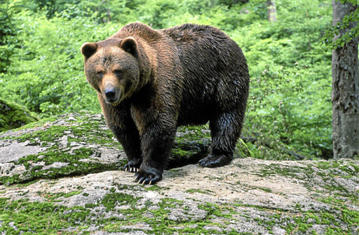 oso pardo