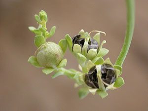 Linaria lamarckii