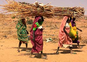Campo de desplazados de Kalma, cerca de Nyala (Darfur). Las mujeres son blanco fácil al ir a por leña. (Foto: Avril Benoît /MSF)