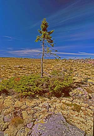 La pícea solitaria de Noruega, cuyas raíces tienen 9.950 años, es el árbol vivo más antiguo del mundo. (Foto: Universidad de Umeå)