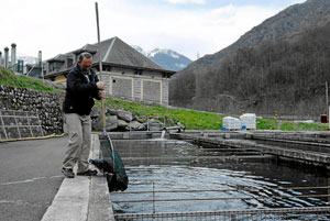 Un especialista recoge a un esturión de la piscifactoría de Les. (Foto: Laurent Sansen)