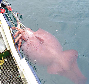 Calamar gigante pescado en febrero de 2007. (Foto: Ministerio de Pesca de Nueva Zelanda)
