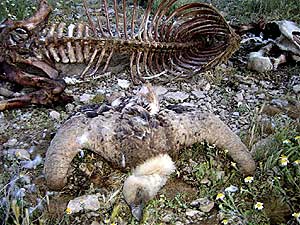 Uno de los nueve buitres leonados que han sido encontrados muertos en los linderos de El Roblecillo de Arriba. (Foto: EFE)