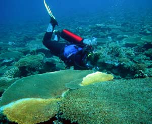 Un submarinista compueba el estado de los corales, algunos afectados de blanqueamiento. (Foto: FBBVA)