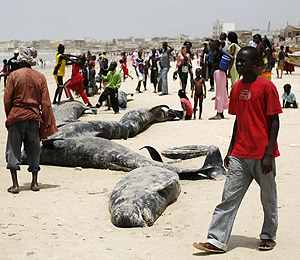 La gente se amontona alrededor de los cuerpos de las ballenas que han muerto tras quedar varadas en una playa de Senegal. (Foto: REUTERS) La gente se amontona alrededor de los cuerpos de las ballenas que han muerto tras quedar varadas en una playa de Senegal. (Foto: REUTERS)