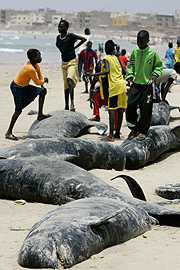 Unos niños juegan sobre los cuerpos de las ballenas en las playas de Yoff. (Foto: AP) Unos niños juegan sobre los cuerpos de las ballenas en las playas de Yoff. (Foto: AP)