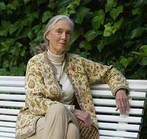Jane Goodall, una de las más prestigiosas primatólogas del mundo por sus investigaciones sobre los chimpancés. (Foto: Quique García)