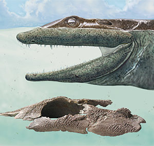 Reconstrucción artística del pez prehistórico, junto a una foto del cráneo hallado. (Foto: Nature)