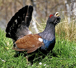 A male Capercaillie displaying