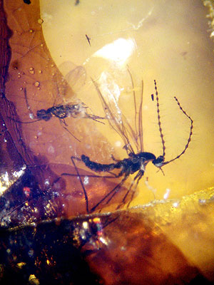 Detalle de unos de los insectos encontrados en ámbar. (Foto: EFE) Detalle de unos de los insectos encontrados en ámbar. (Foto: EFE)