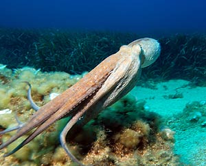 Ejemplar de 'Octopus vulgaris'. (Foto: Wikipedia Commons)