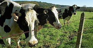Vacas en Valladolid. (Foto: Xose Marra)