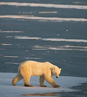 Osos polar en la costa de Alaska. (Foto: Paul J. Richards) Osos polar en la costa de Alaska. (Foto: Paul J. Richards)