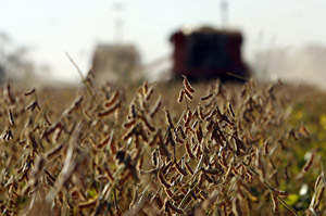 Plantación se soja en Olivera, a unos 100 kilómetros de Buenos Aires (Argentina). (Foto: EFE).