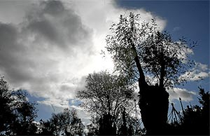 La 'vidente' Amparo Cuevas afirma que la Virgen se le apareció en un árbol de Prado Nuevo (a la dcha.). (J. Ayma) La 'vidente' Amparo Cuevas afirma que la Virgen se le apareció en un árbol de Prado Nuevo (a la dcha.). (J. Ayma)