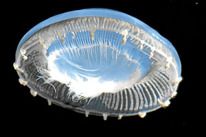 Una medusa de la especie 'Halgerda terramtuentis' hallado al norte de las islas Hawai. (Foto: Cory Pittman)