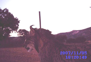 Imagen de un lince captada con cámara de fototrampeo. (Foto: Junta de Castilla-La Mancha) Imagen de un lince captada con cámara de fototrampeo. (Foto: Junta de Castilla-La Mancha)