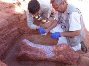 Dos paleontólogos examinan el hueso de saurópodo hallado en el Sáhara. (Foto: AP)