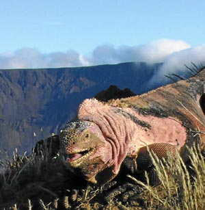 Ejemplar de la iguana descubierta en el volcán Lobo de la isla Isabela, en las Galápagos. (Foto: PNAS)