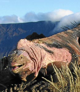 (Foto: PNAS)