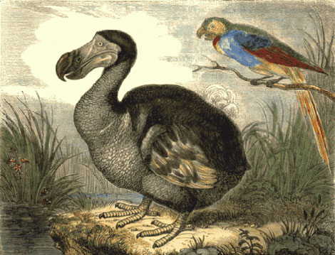 Dibujo de época de un dodo de Mauricio, a la izquierda.