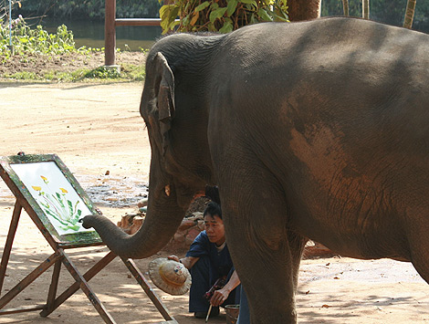 Un elefante pinta un cuadro en el Hospital de Elefantes de Lampang, (Tailandia). | Efe