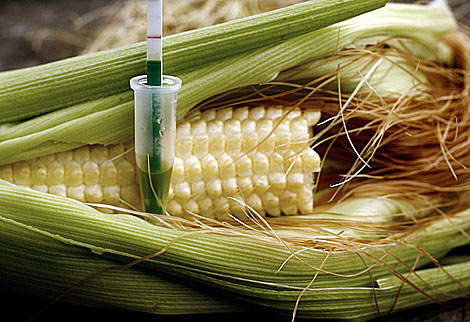 Una mazorca de maíz a la que se está realizando un test llamado Trait Bt1 para detectar si contiene la proteína Yielgard-Cry1AB contenida en la variedad MON810 del maíz transgénico de Monsanto. (AFP)