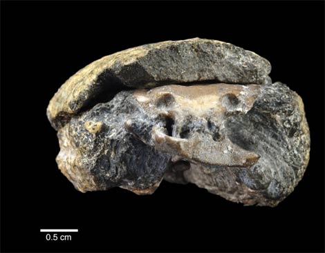Imagen del fósil en el que se conserva el cerebro. | 'PNAS'