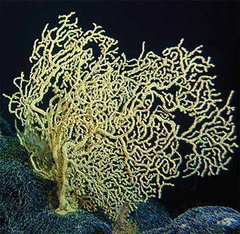 Imagen de corales de aguas profundas, como ésta del género 'Gerardia'. | PNAS