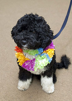 Bo, el perro de Malia y Sasha Obama. | Reuters Bo, el perro de Malia y Sasha Obama. | Reuters