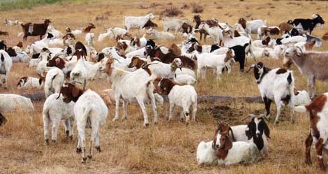 cabras