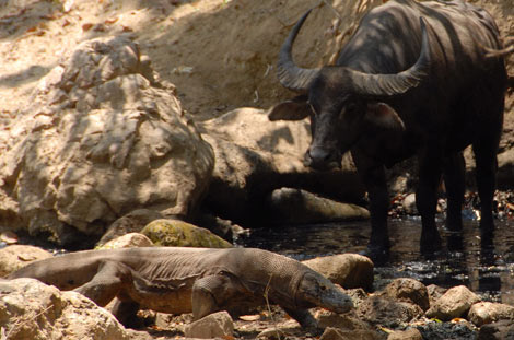 Un dragón de Komodo ante un búfalo, una de sus presas. | Chris Kegelman.
