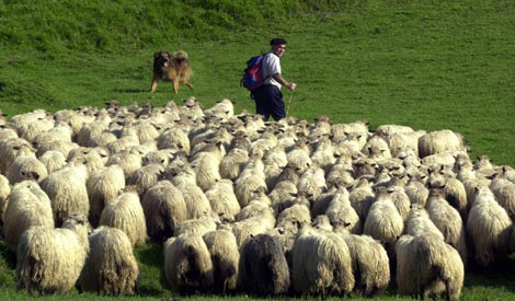 Pastor de ovejas en Gorbea, en Vizcaya. / Iñaki Andres